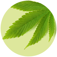 Hanfsamenöl